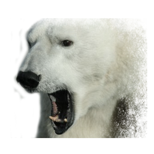 Polar white bear PNG-23513